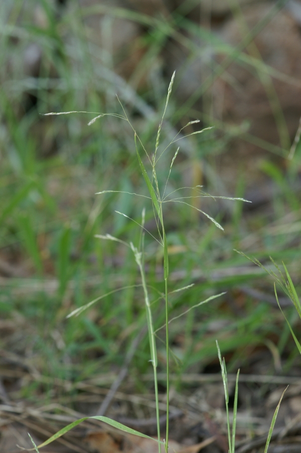 Lachnagrostis filiformis
